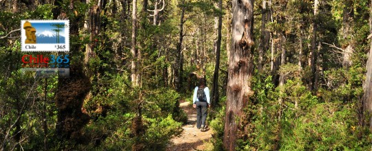 Parque Nacional Alerce Costero, Chile
