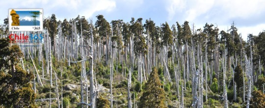 Parque Nacional Alerce Costero, Chile