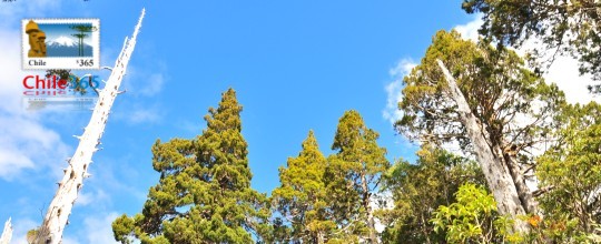 Parque Nacional Alerce Costero, Chile