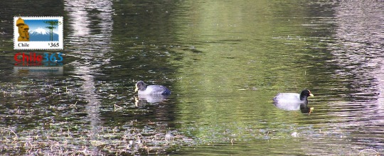 Parque Naciona  Conguillo. Chile