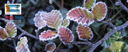 Parque Naciona  Conguillo. Chile