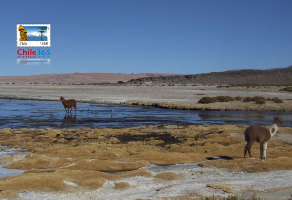 fotos del Salar de Tara. Fotografias del Salar de Tara, Reserva Nacional Los Flamencos.