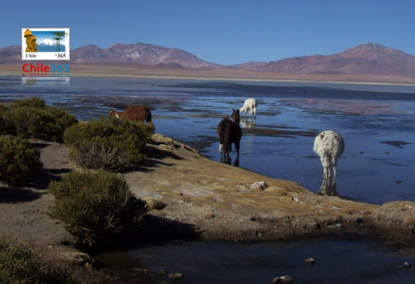 fotos del Salar de Tara. Fotografias del Salar de Tara, Reserva Nacional Los Flamencos.